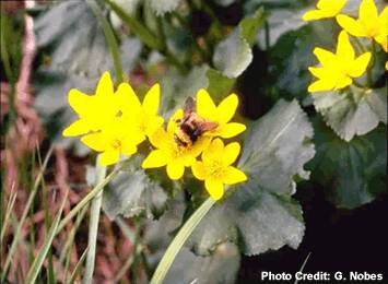 A bee collects pollen from yellow flowers.